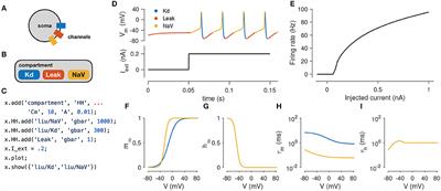 Xolotl: An Intuitive and Approachable Neuron and Network Simulator for Research and Teaching